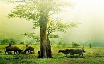 Các loại cỏ